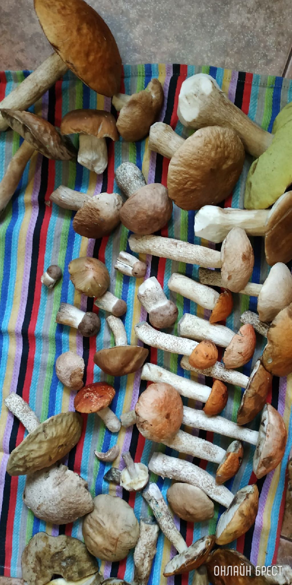 Читатели продолжают делиться фотографиями «грибной охоты»