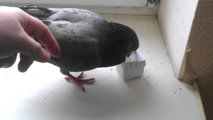 Читатель: Нашел пернатого голубя, птица летать не может, открытый перелом. Нужна помощь