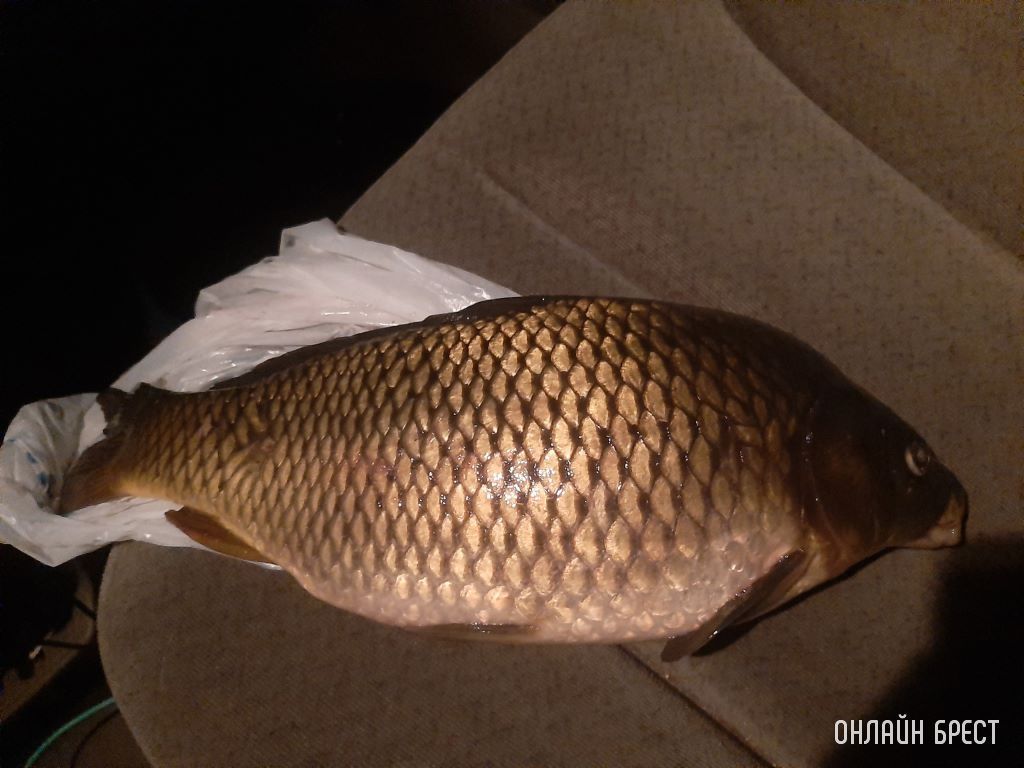 Улов жителей Бреста