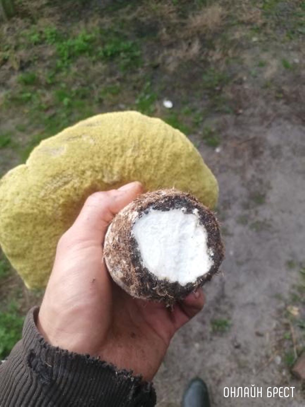 Вот такой очень большой и чистый гриб нашёл в Брестской области в Ивановском районе