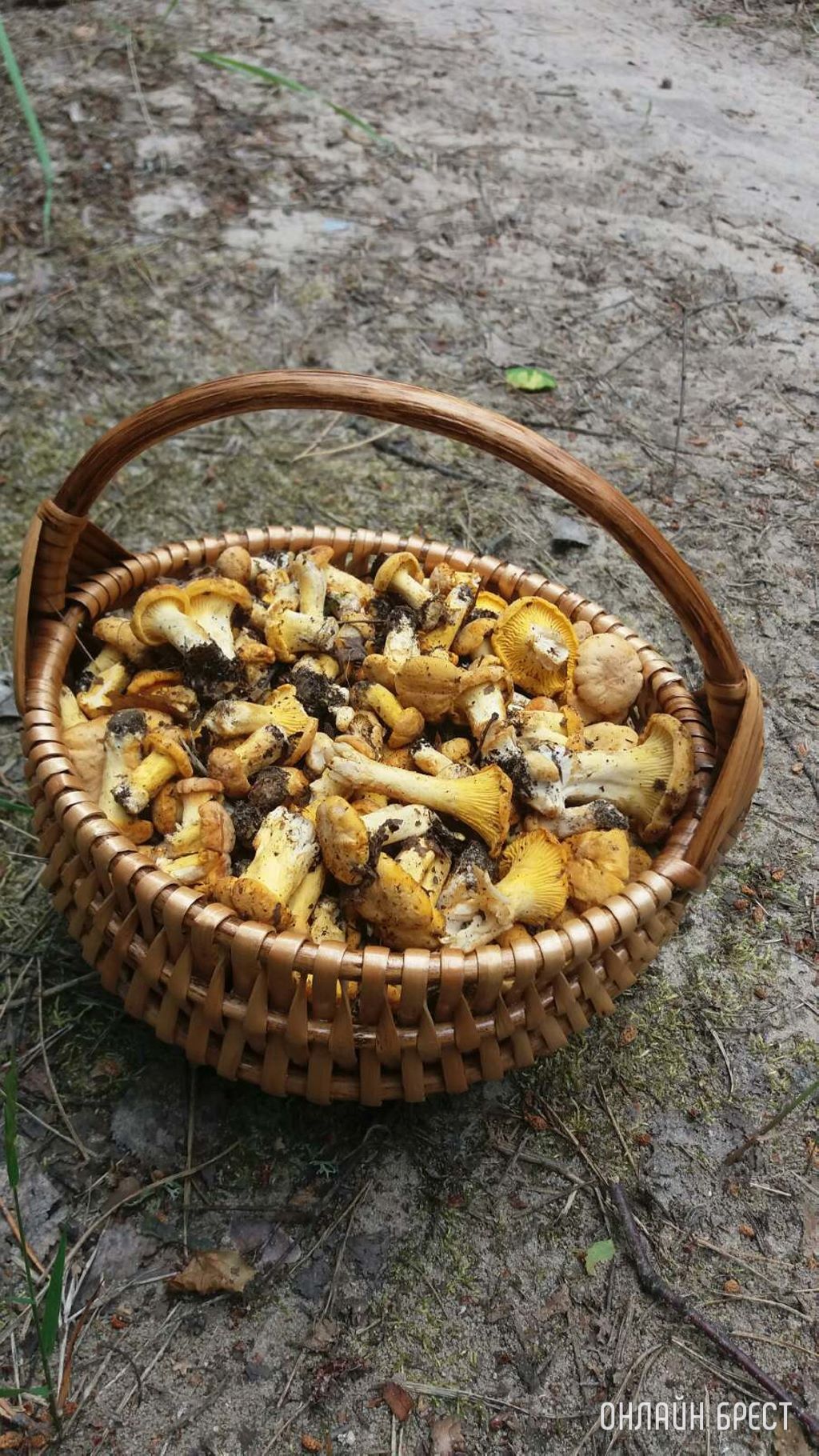 Грибной сезон набирает обороты. Читатели делятся своим «уловом»