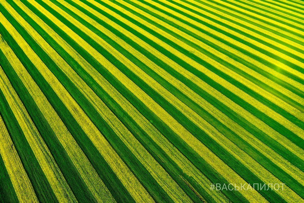 Так выглядит рапсовое поле в Брестской области