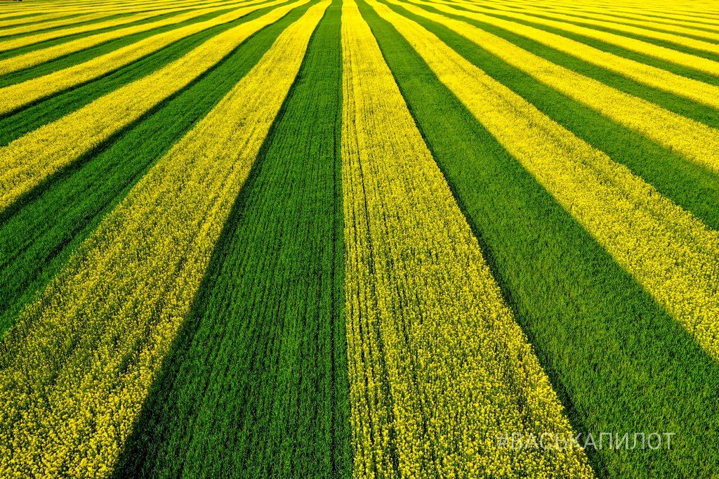 Так выглядит рапсовое поле в Брестской области