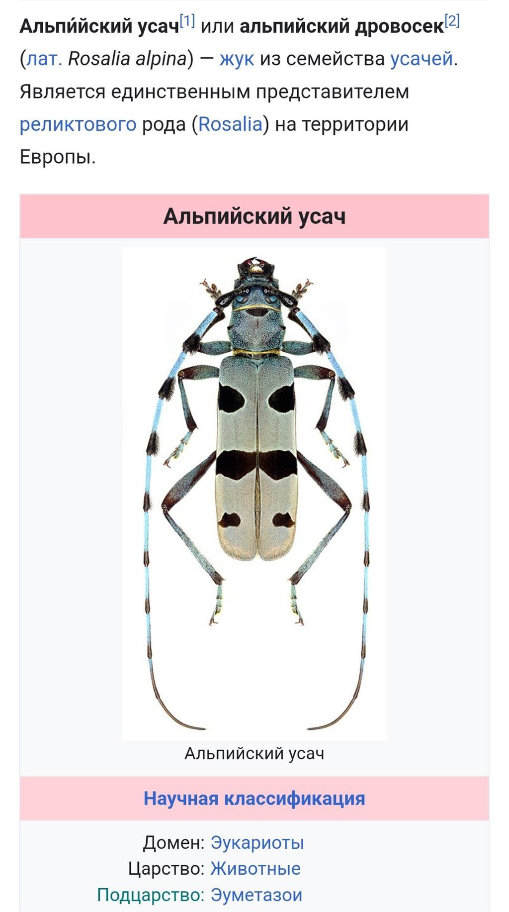 Читатель: Вот такой жук замечен в Бресте на ул. Янки Купалы