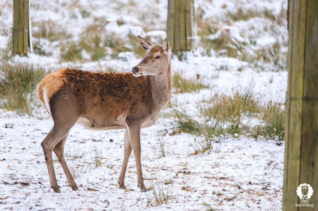 Зубры, снег и бескрайние леса – смотрите зимние фото Беловежской пущи