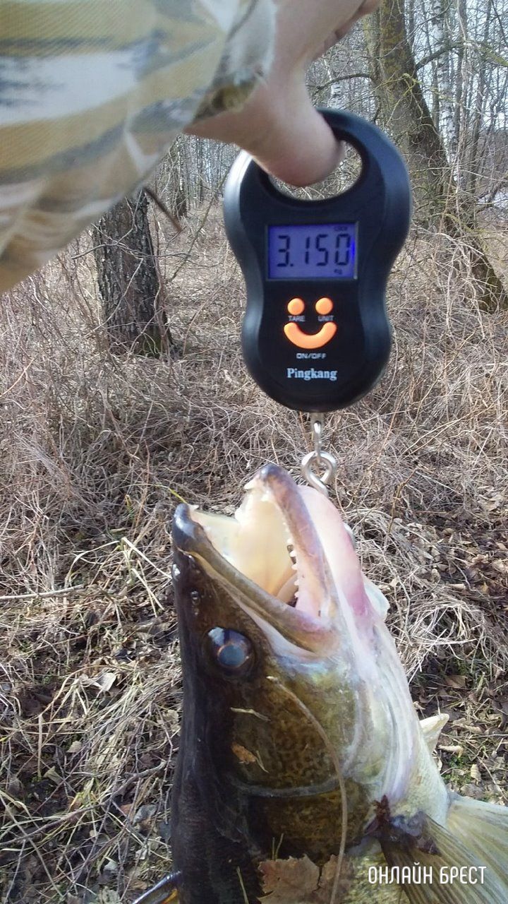 Улов брестчан на Мухавце