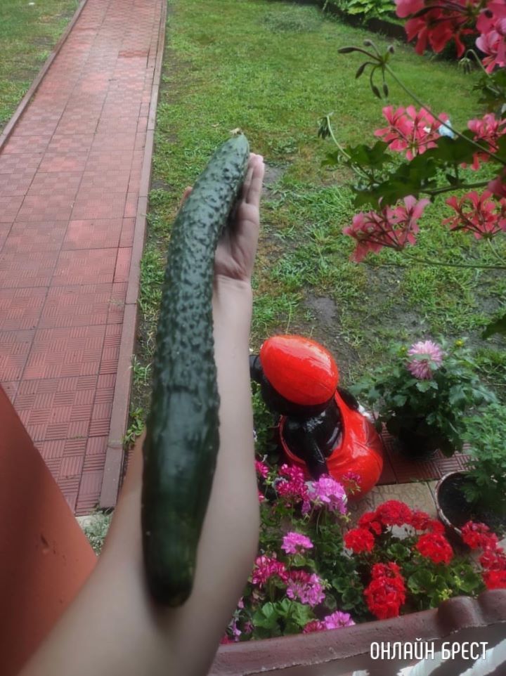 Посмотрите, каким длинным вырос огурец