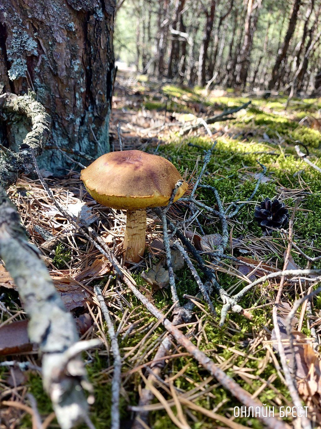 Читатель: Лесная благодать на Брестчине: природа, тишина, грибы, ягоды и чистый воздух