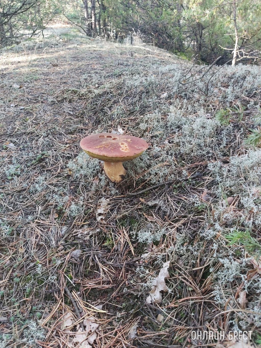 Грибная «охота» в Малоритском районе