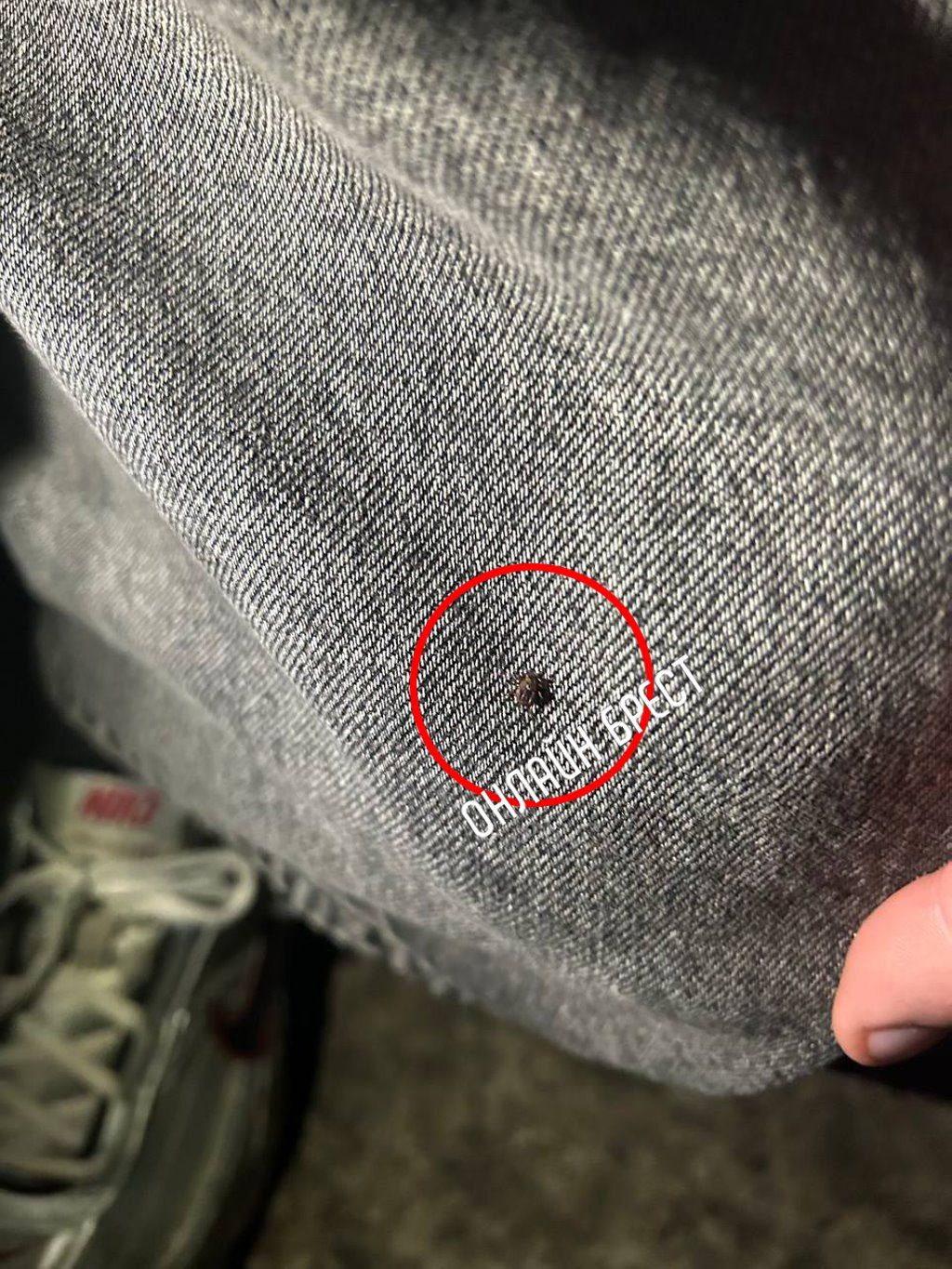 Читатель: В Бресте проснулись клещи