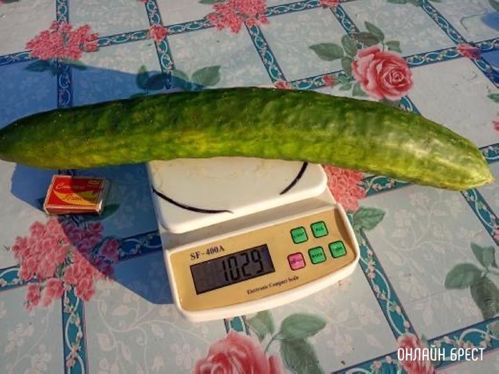 Наш урожай, огурец. Брестская область, Малоритский район