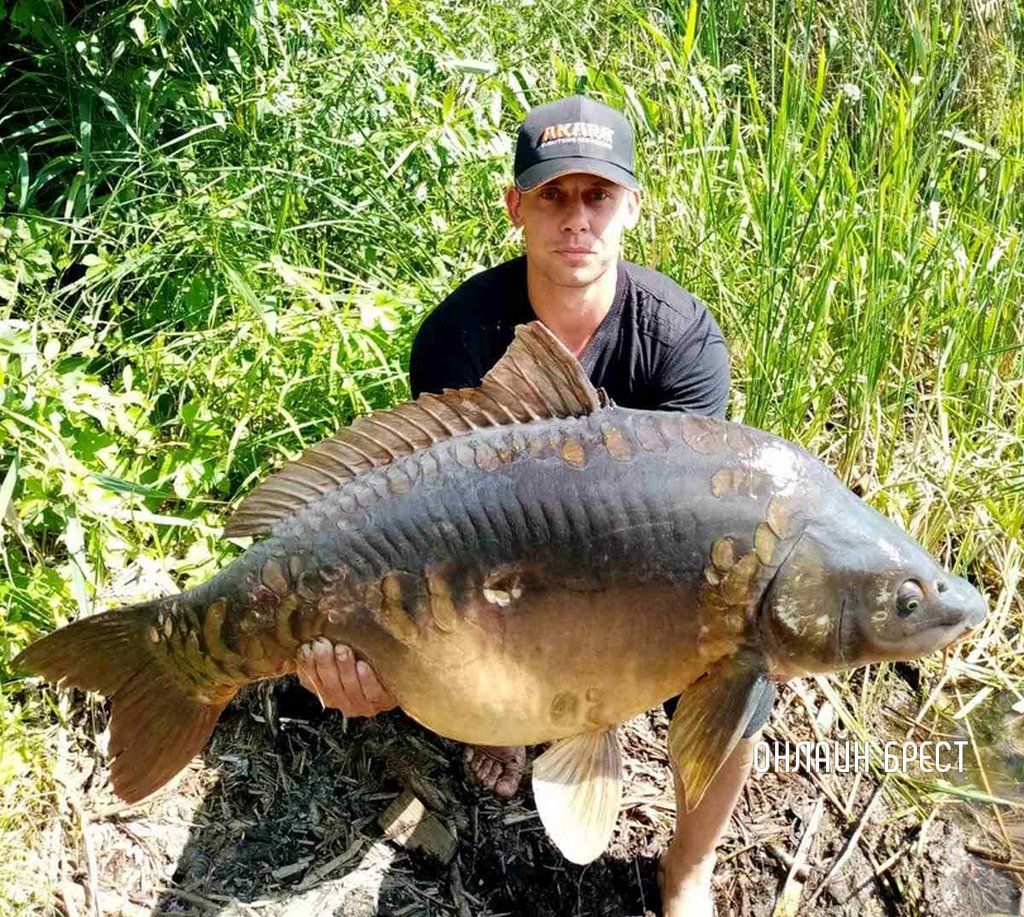 Читатель: Брестская область. Карп, 22 кг
