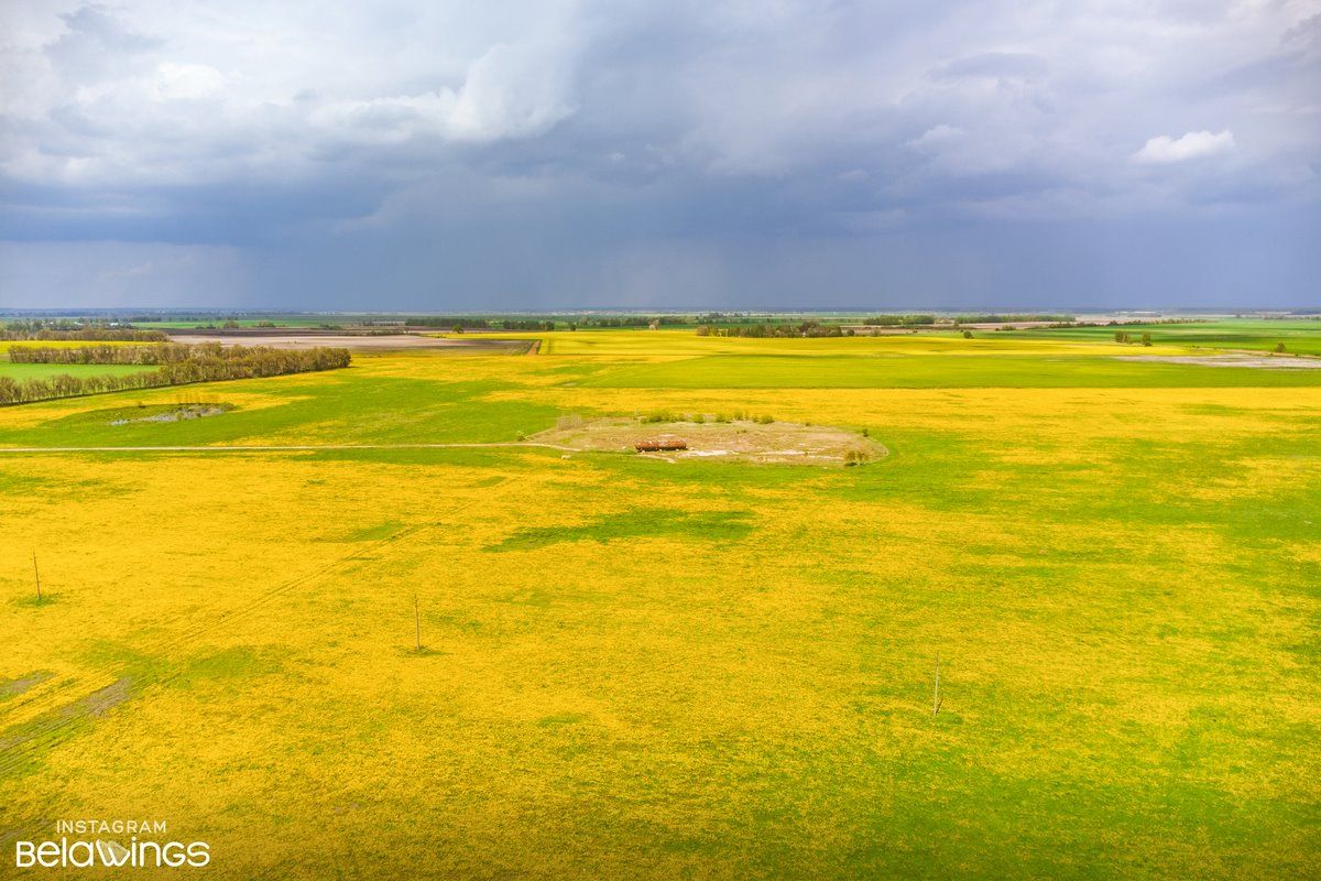 Нет, это не рапс, как вы могли подумать на первый взгляд. Это огромное поле цветущих одуванчиков недалеко от Бреста рядом с д. Братылово