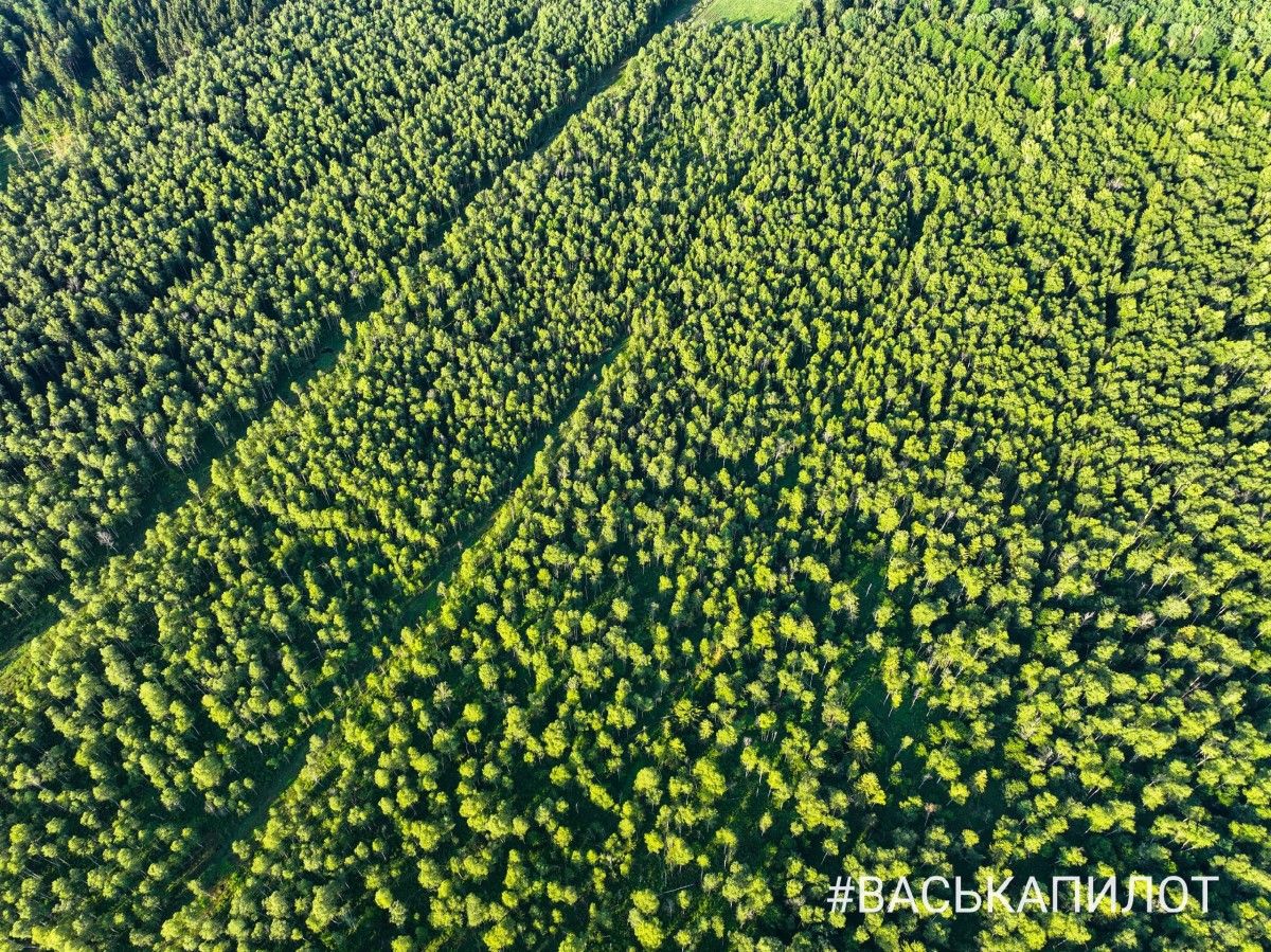 Беловежская пуща с высоты