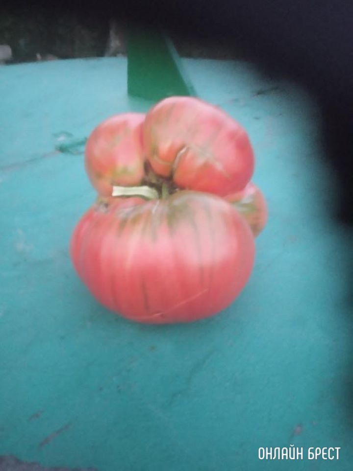 Посмотрите, какой огромный помидор вырос в Бресте