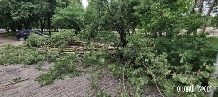 Брест ул. Молодогвардейская 2. За домом раньше стояли машины, теперь лежат деревья