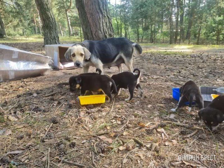 Читательница: В лес в районе деревни Заказанка (Брестский район), какие-то нехорошие люди вывезли и оставили собаку с пятью щенками