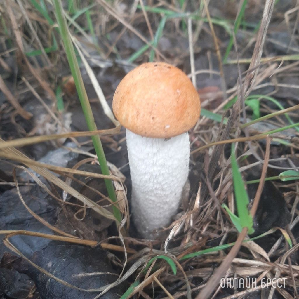 Читатель: Сегодня открыл грибной сезон :) Кобринский район