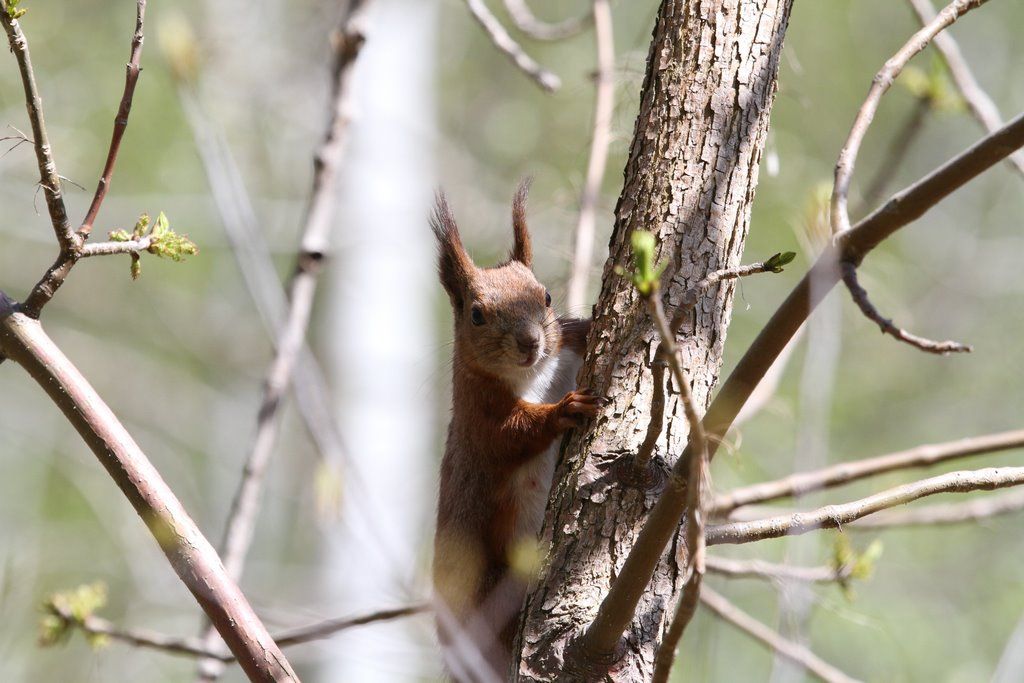 Читатель: В парке Воинов-интернационалистов много белок. Любят и выпрашивают орехи