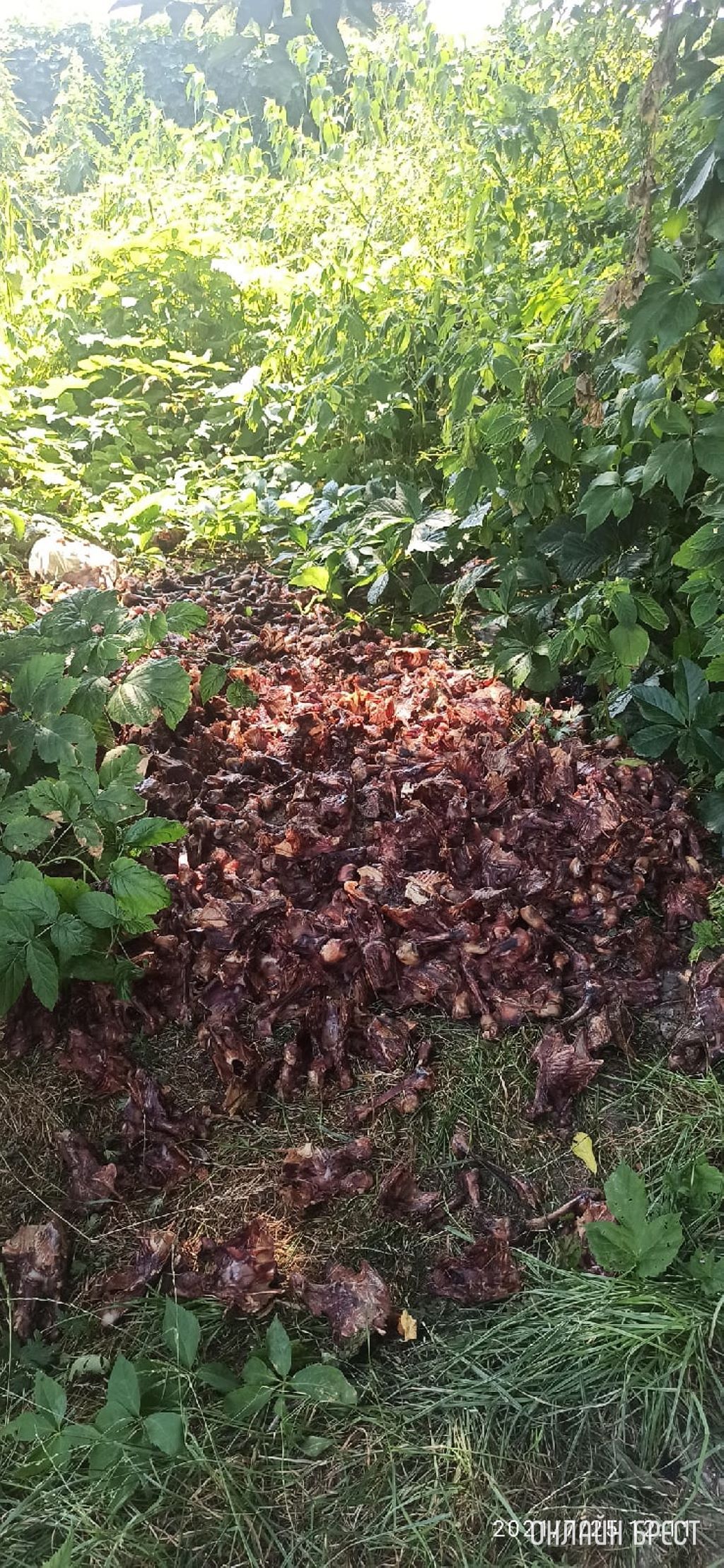 Гаражи на Генерала Попова в Бресте. Куриные кости, воняет на всю территорию