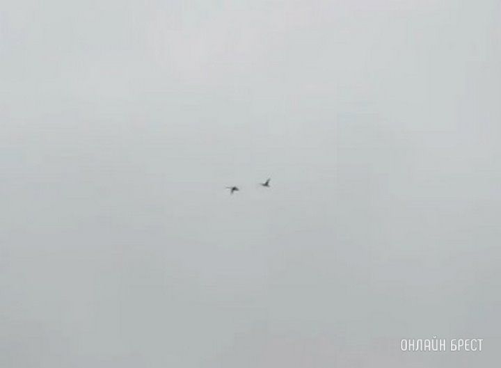 Читатель: В Брест возвращаются птицы