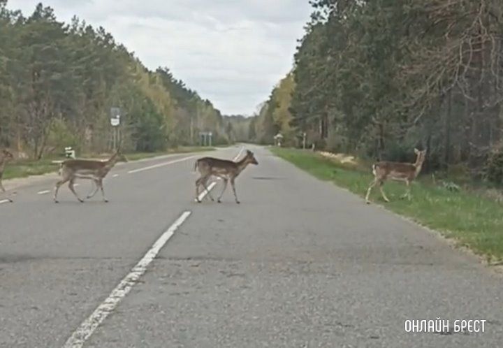 Читатель: А это видео снято на автодороге Малые Радваничи-Брест