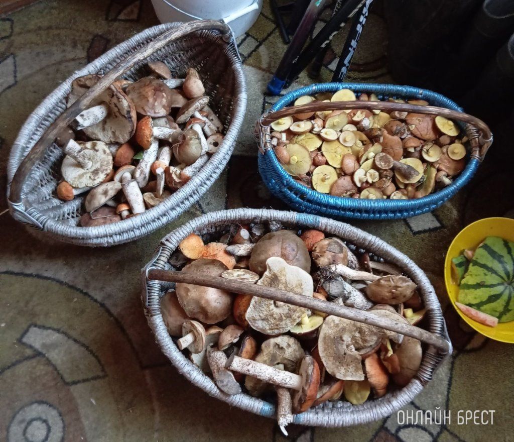 Читательница: Мой грибной «улов». Брестская область, Ивановский район