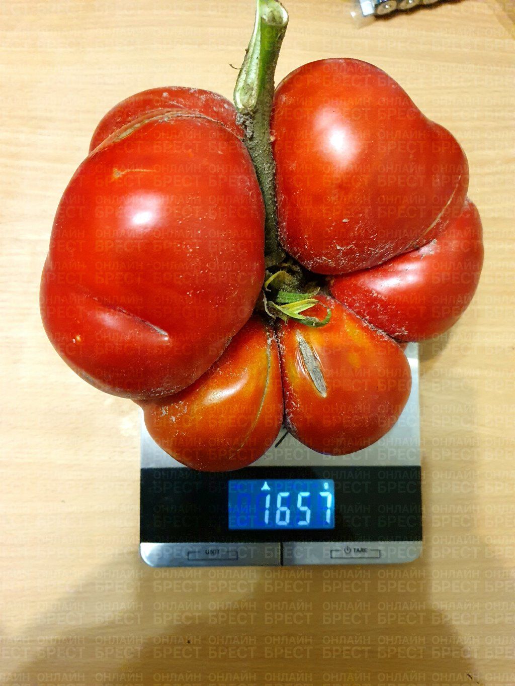 Вот это гигант! Посмотрите, какой помидор вырос у нашей читательницы