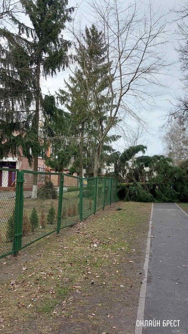 Читатель: Последствия сильного ветра в Бресте