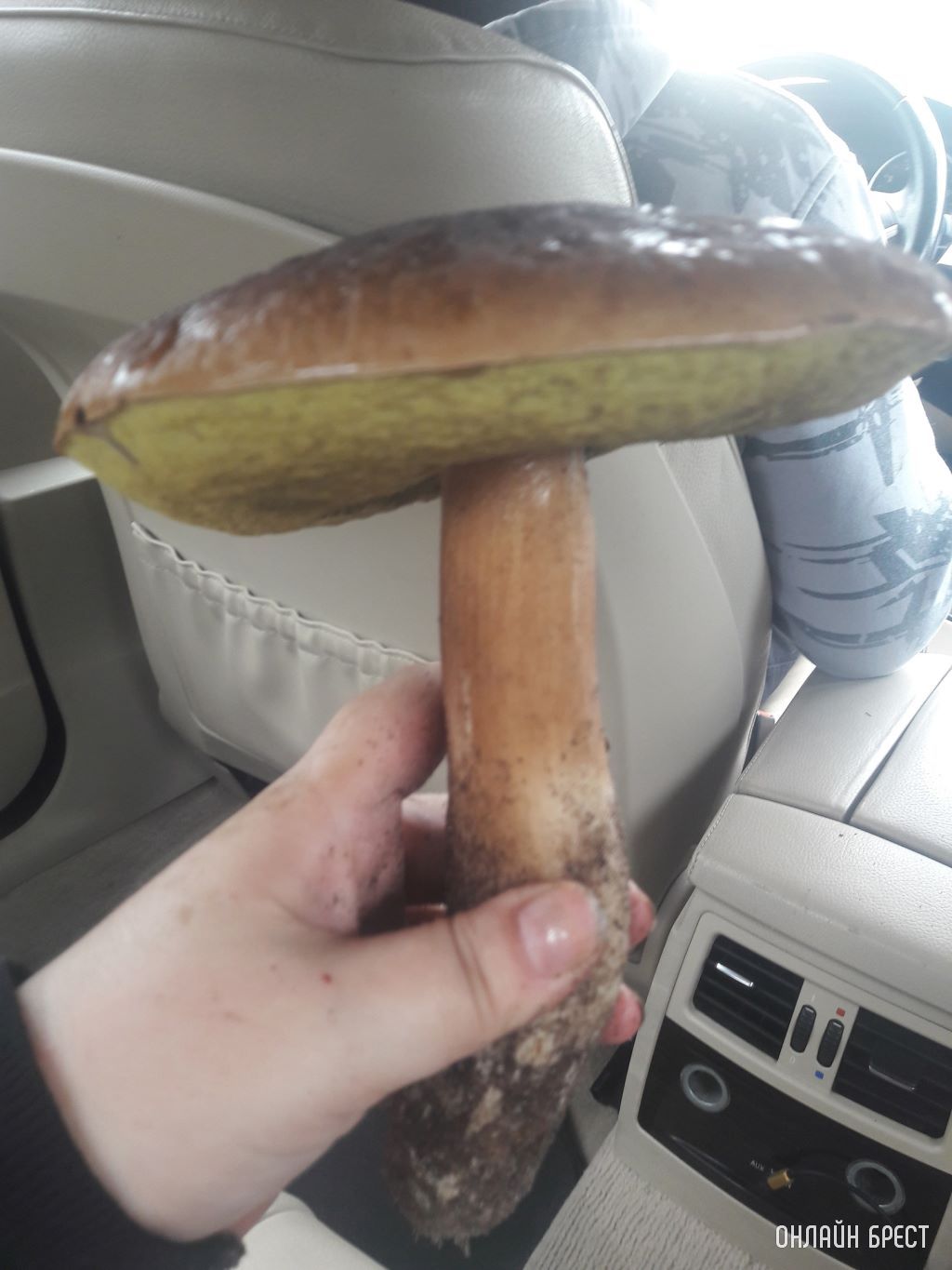 Вот такой урожай! 20 км от Бреста