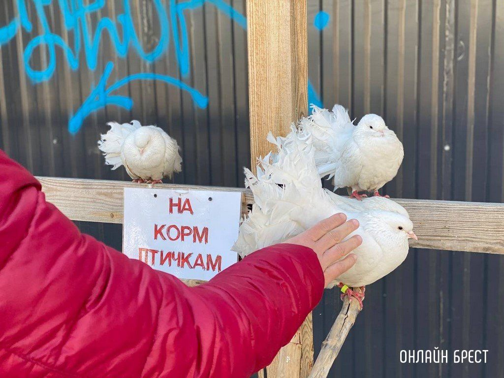 Читатель: Голуби-павлины на Советской в Бресте