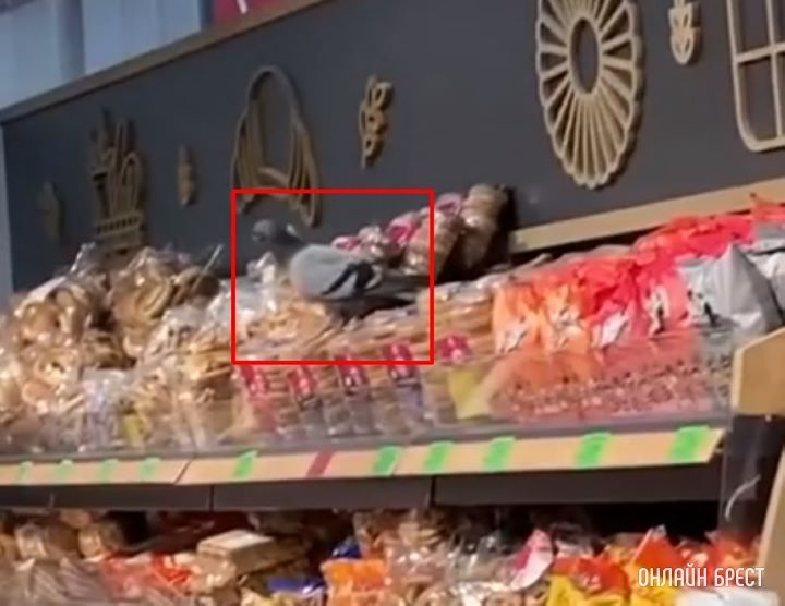 Голубь посетил Евроопт на Варшавке :)