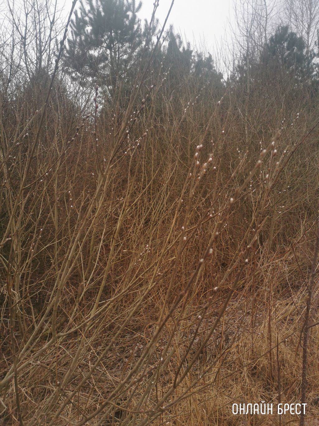 Читатель: Весна близко! В Бресте во всю зацвели «котики»