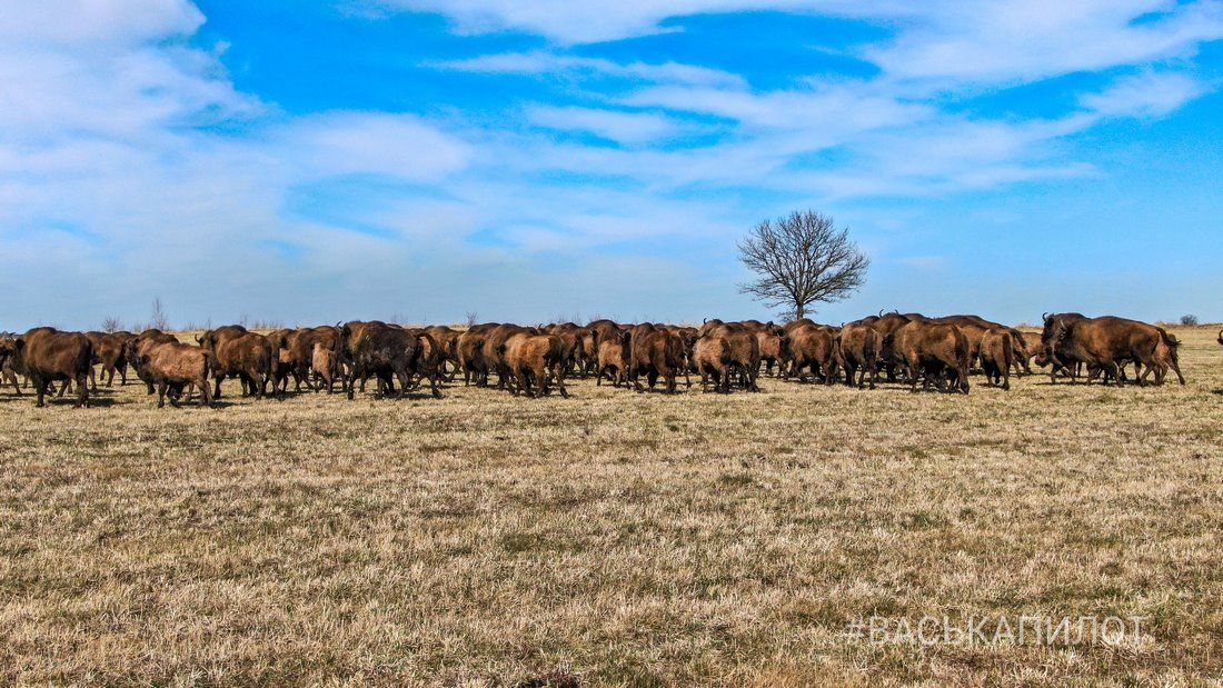 Большое стадо зубров в Беларуси попало в объектив камеры