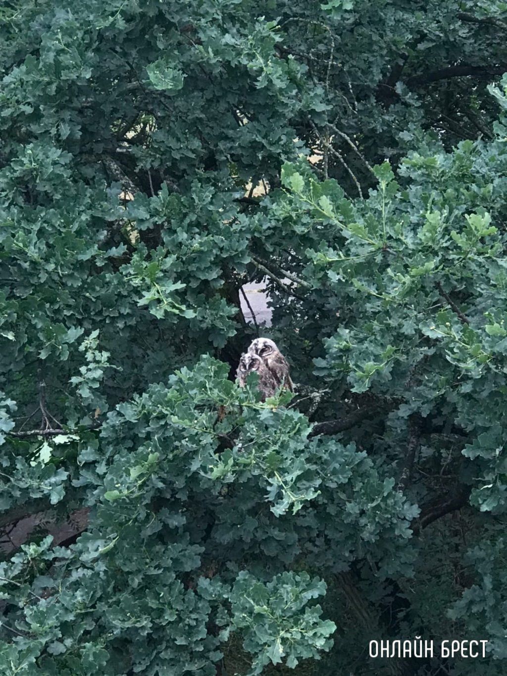 Читатель: Милота! В Бресте на Востоке поселились совы :)