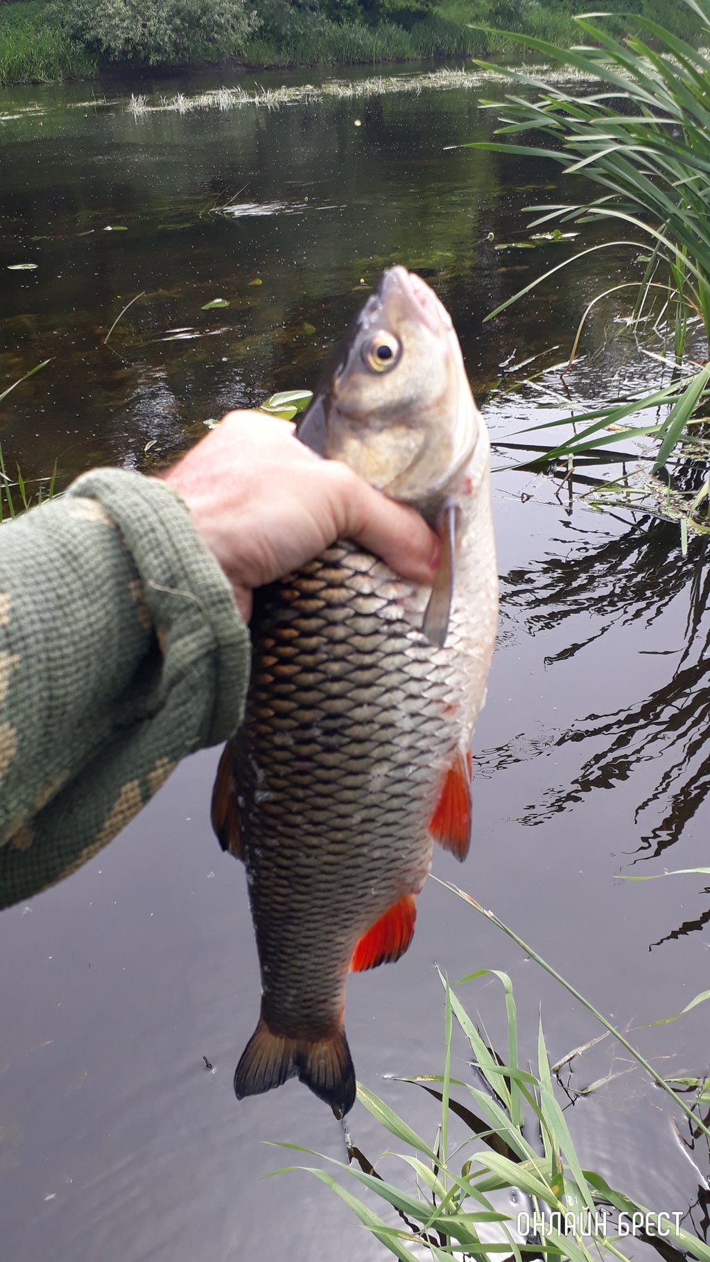 Улов жителя Бреста