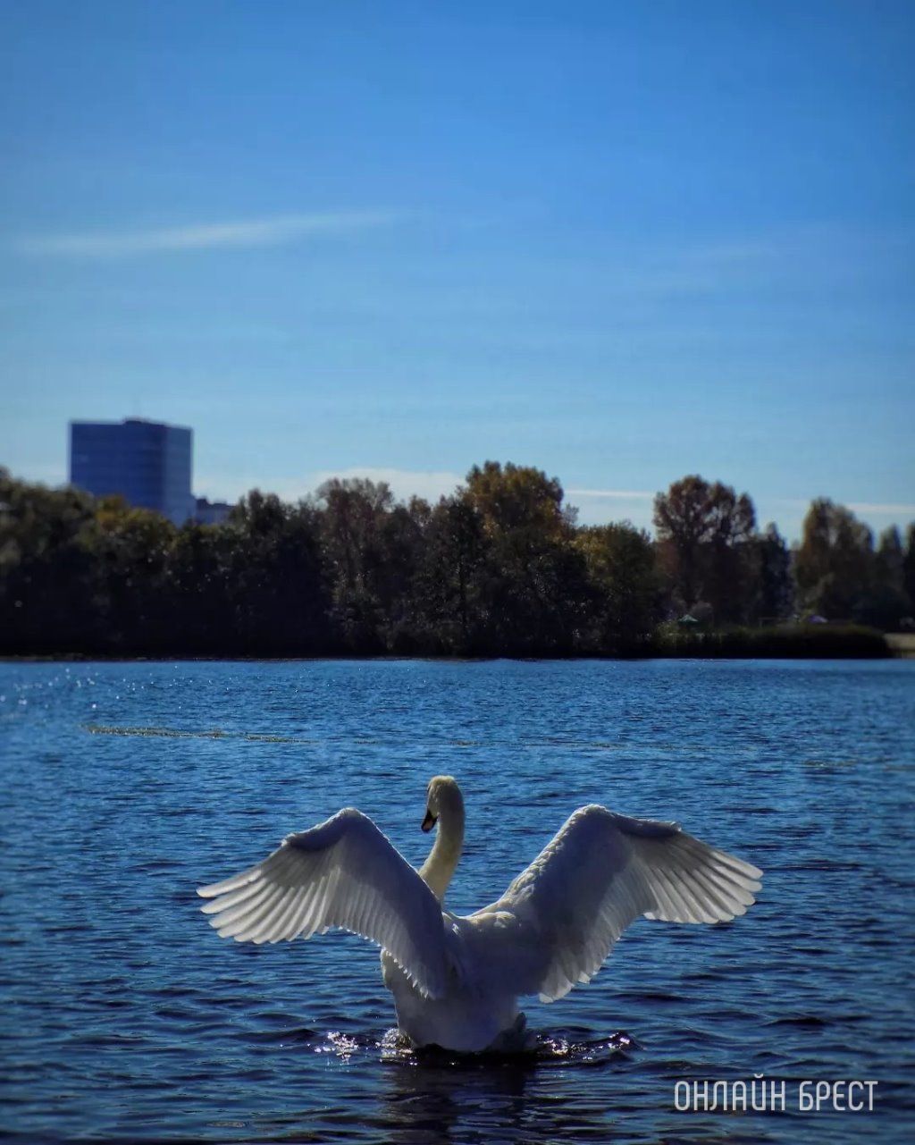 Читатель: Немного красоты в ленту