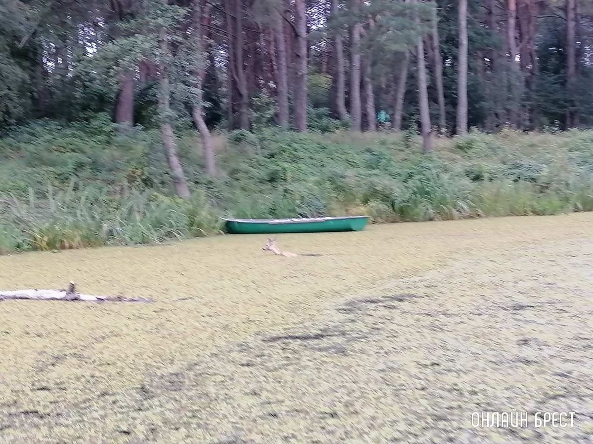 Читатель: Удалось увидеть, как косуля переплывает реку