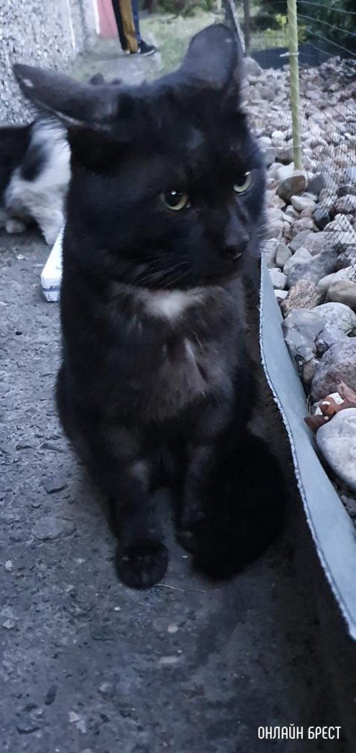 Читательница: Месяц назад подбросили под окна кота с ошейником, с него текли слюни, он не мог есть нормально, занесла его в клинику...