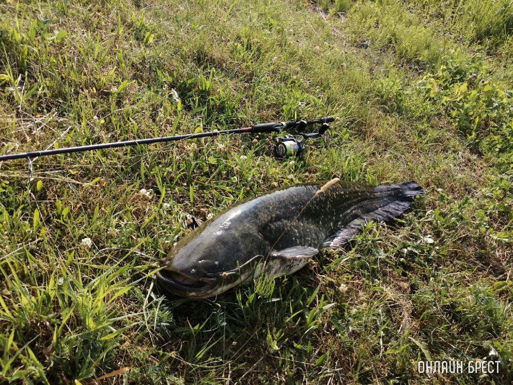 Улов жителя Бреста на гребном канале в Бресте