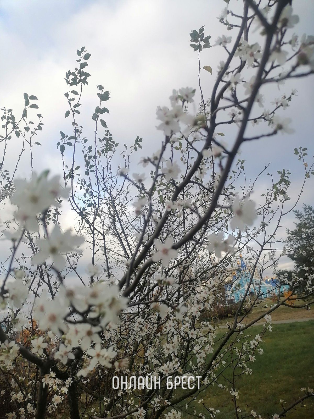 Читательница: Природа запуталась. Фото сделано сегодня. Брест, м-н Ковалево