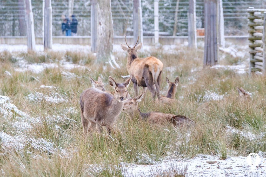 Зубры, снег и бескрайние леса – смотрите зимние фото Беловежской пущи