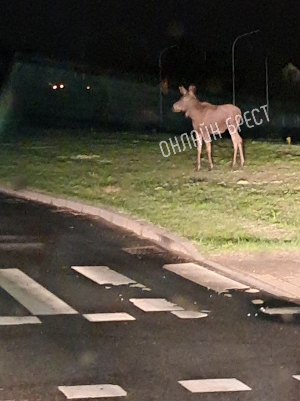 Читатель: В Бресте по улице Мытной гулял лось