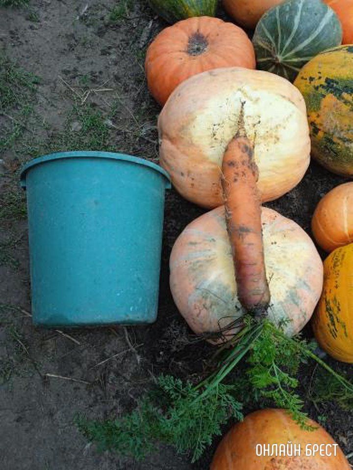 Читательница: Вот такая морковка выросла, 1500 грамм!