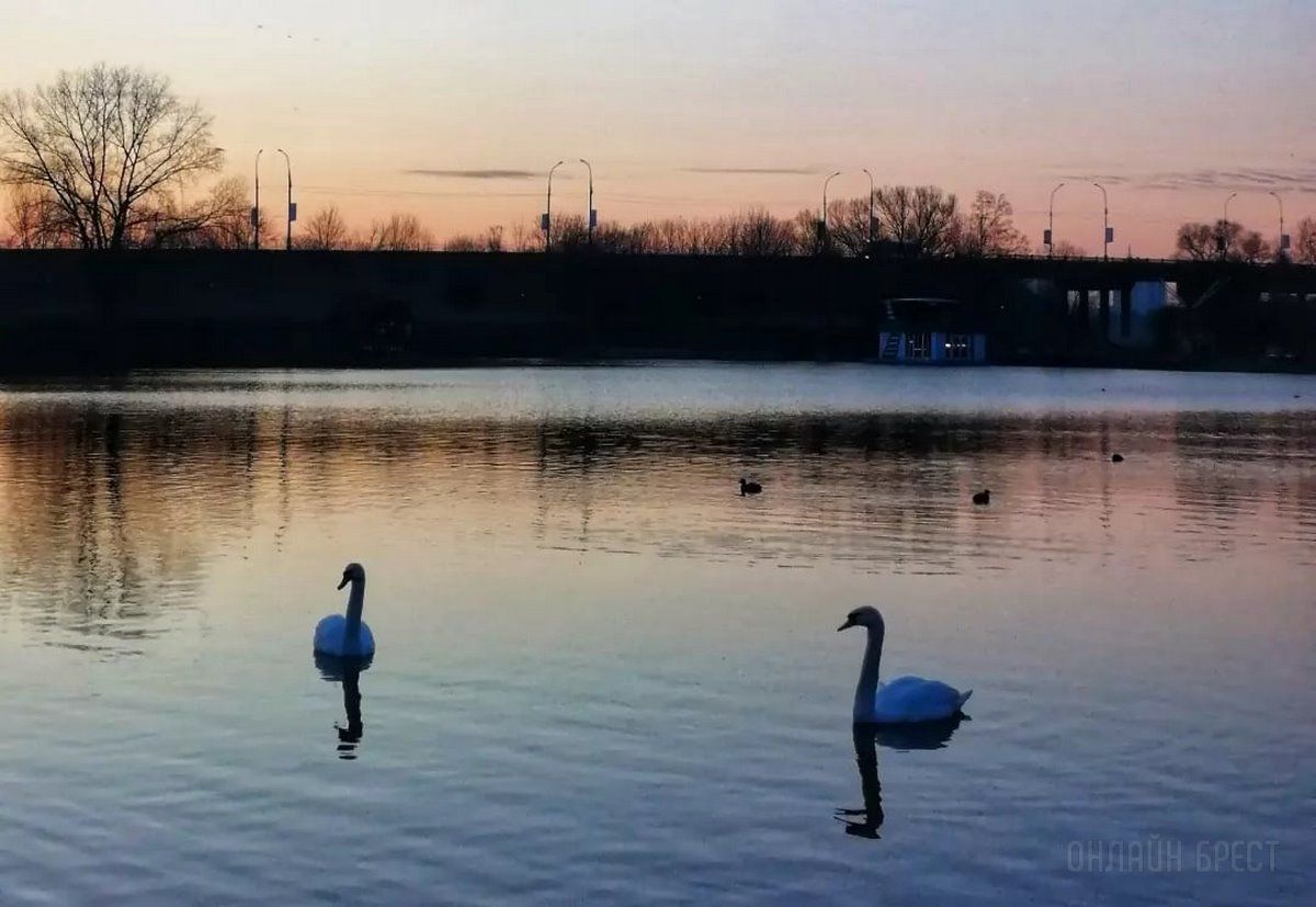 Читатель: Река и лебеди. Рассвет на Набережной Бреста