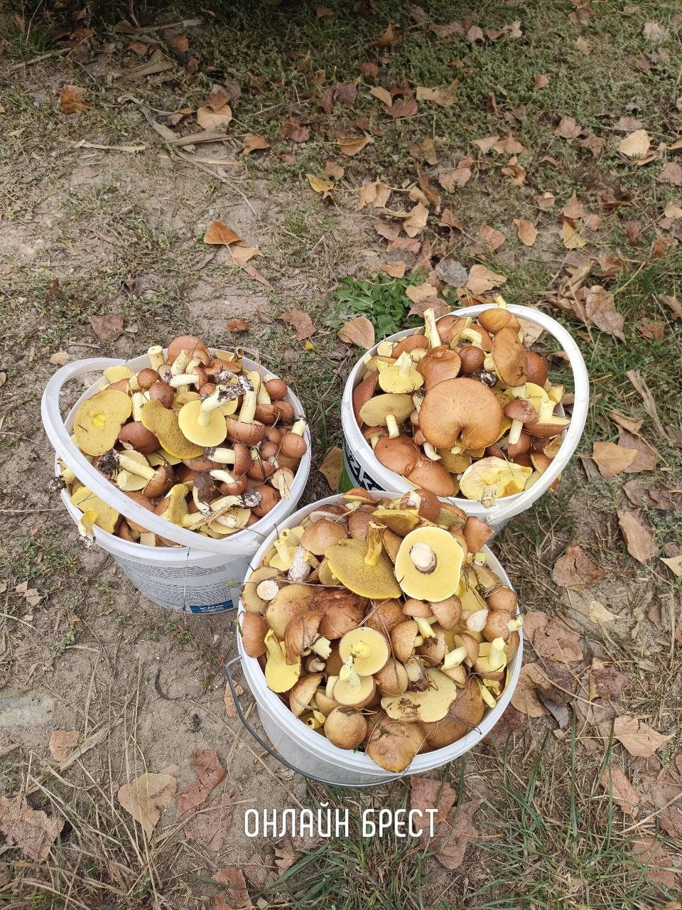 Наши читатели поделились с нами удивительным уловом грибов
