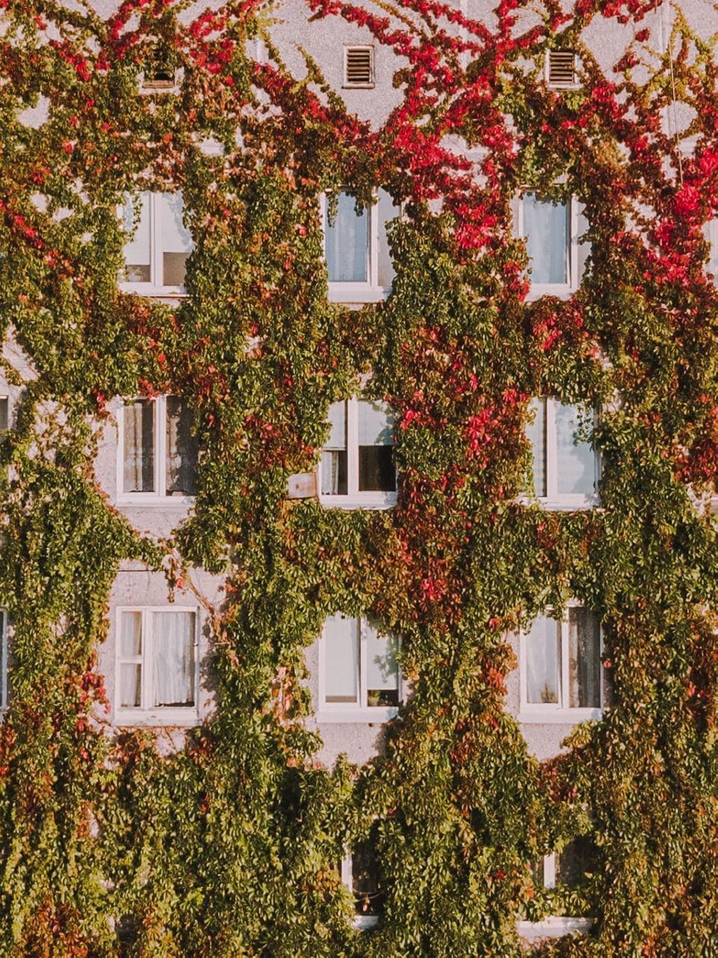 Виноградный дом в Минске