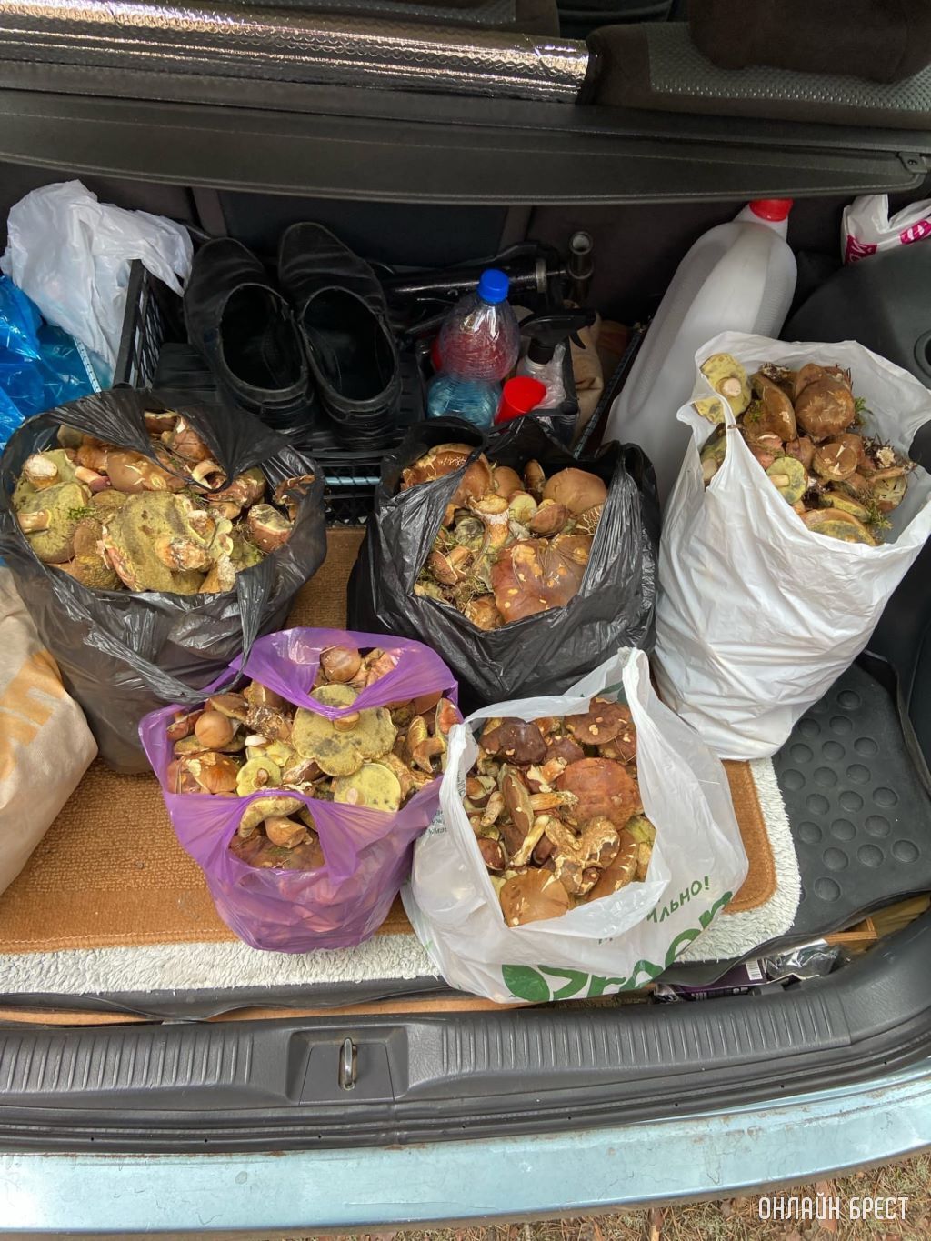 Грибной «улов» наших читателей