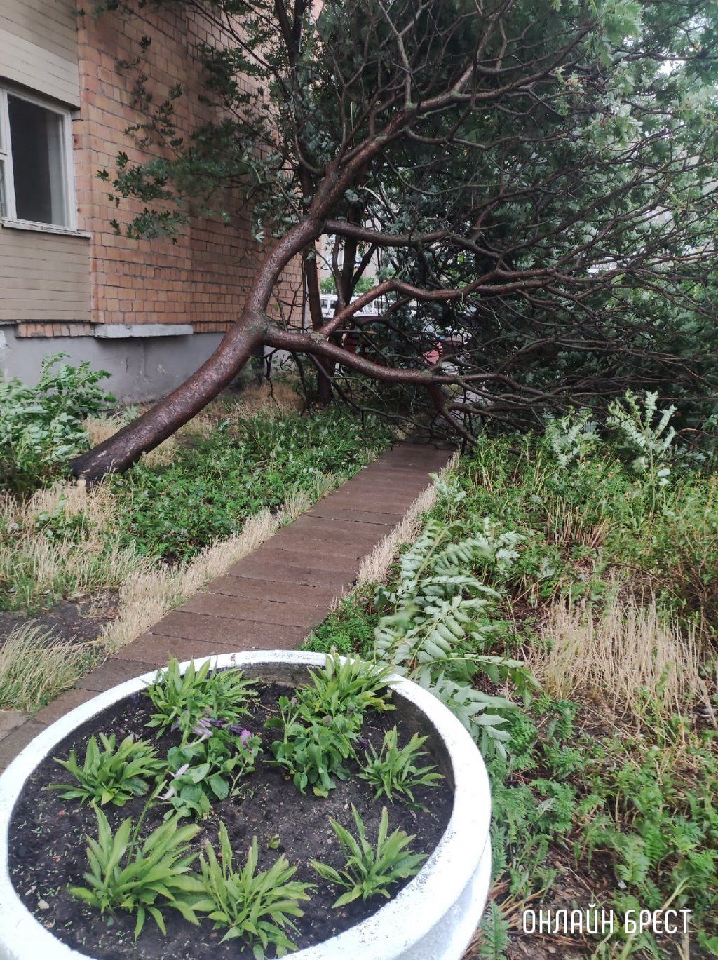 Читатель: Дерево упало во дворе общежития по улице 3-ий Заводской переулок, никто не пострадал