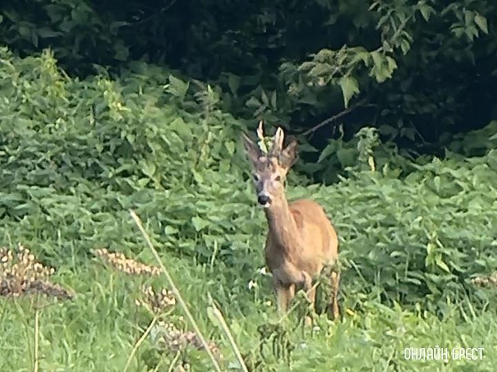 Косуля пришла в Брестскую крепость